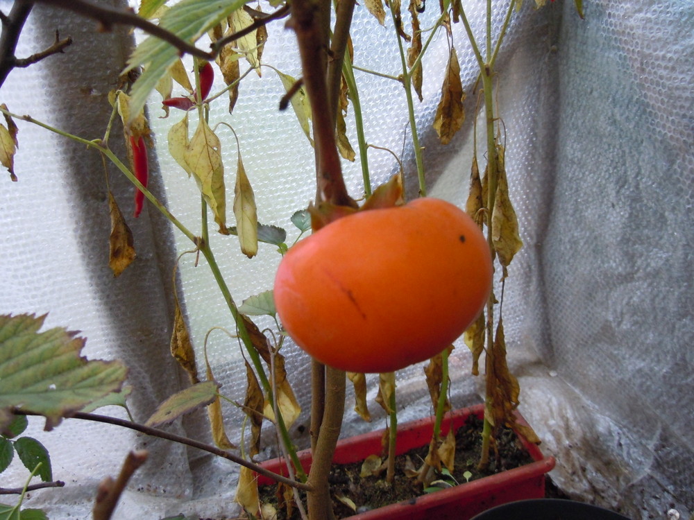 Hiratane - plod 30.11.2014