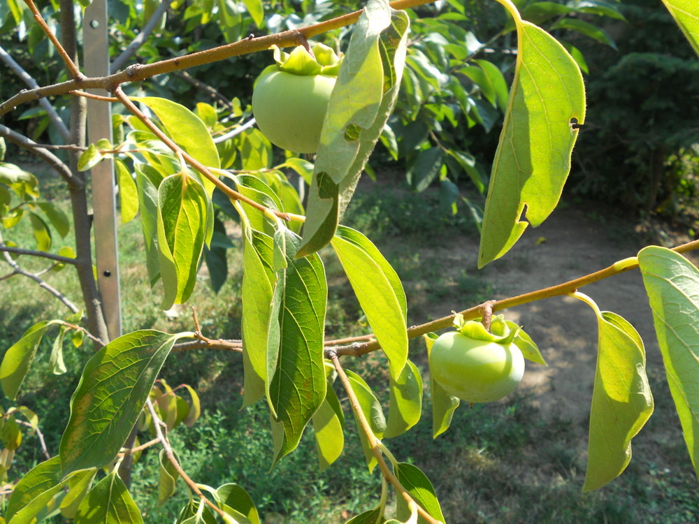 Hybrid kaki Nikitskaja b.