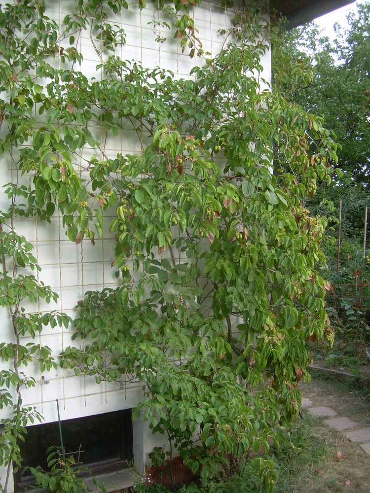 A. arguta