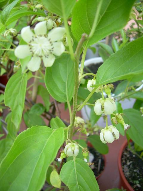 A.arguta Issai
