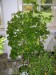 05 passiflora edulis.jpg