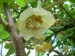 Kiwi - samičí květ